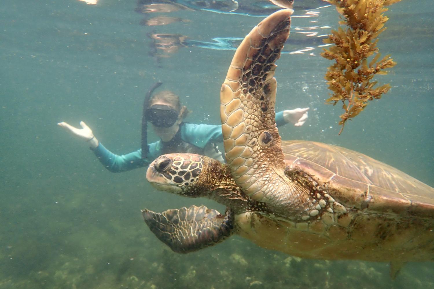 一名<a href='http://ngas.spreadcrushers.com'>全球十大赌钱排行app</a>学生在Galápagos群岛游学途中与一只巨龟游泳.